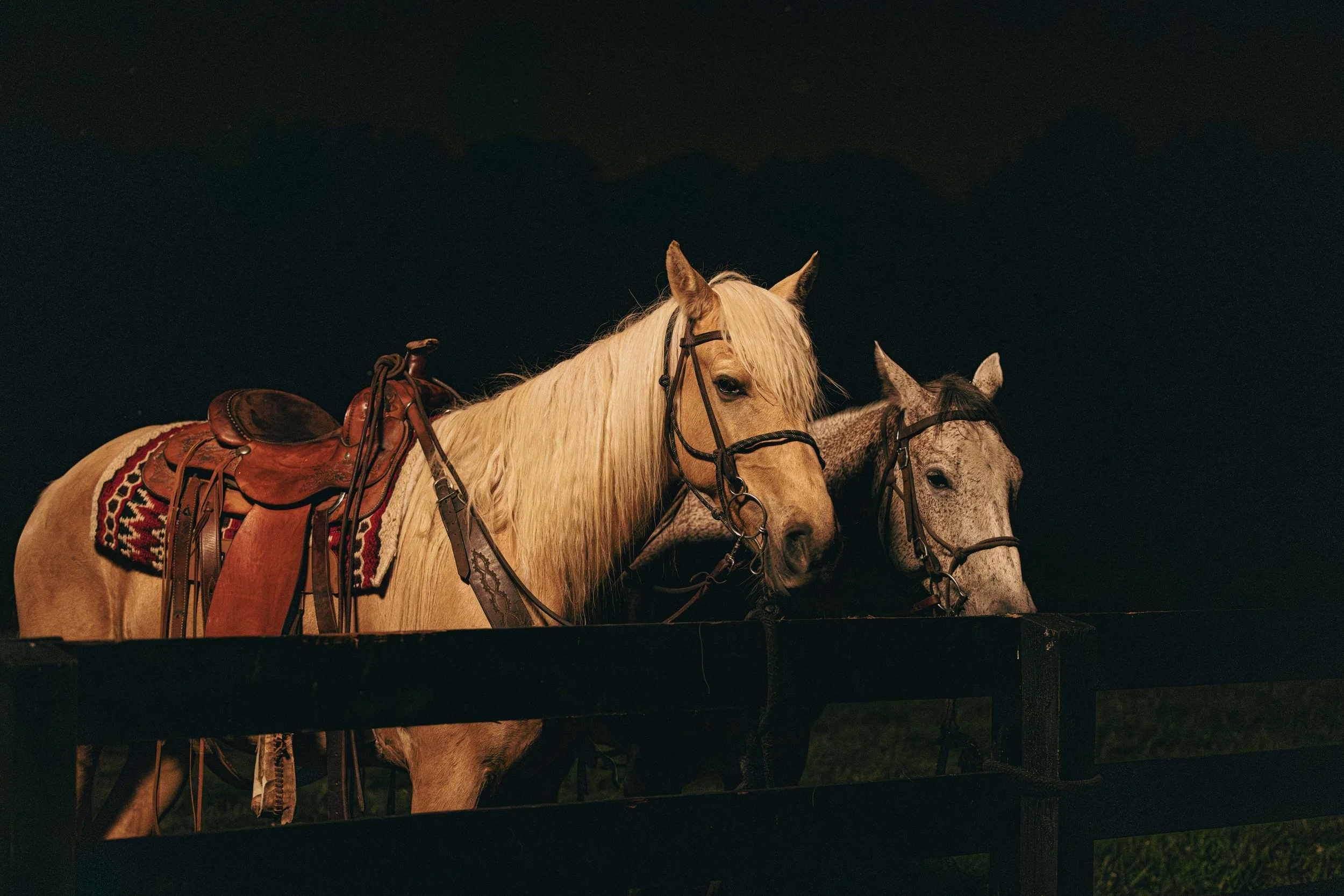 Two horses with saddles and bridles, standing behind a wooden fence at night.