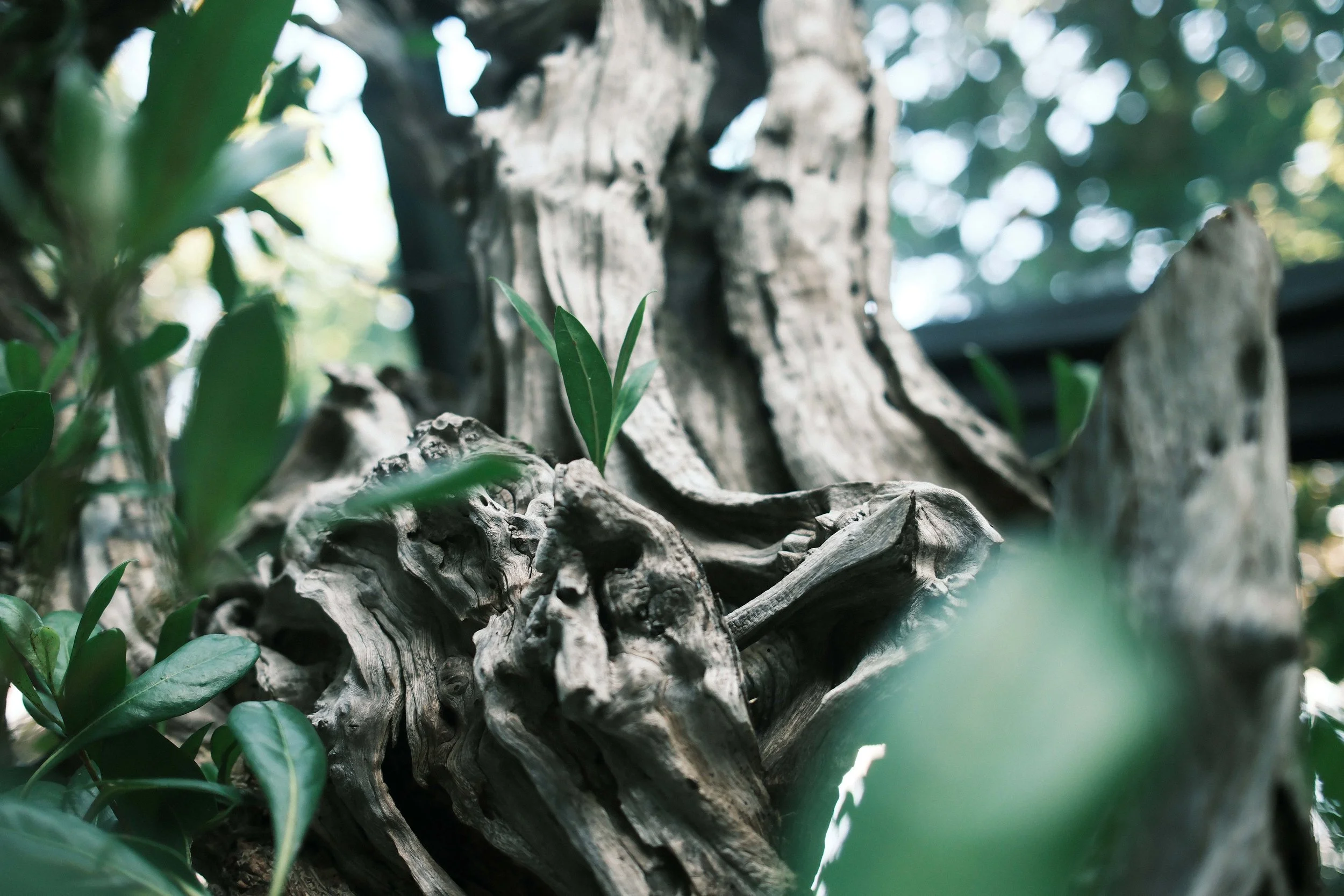 Close-up of a weathered tree trunk with green leaves around it.