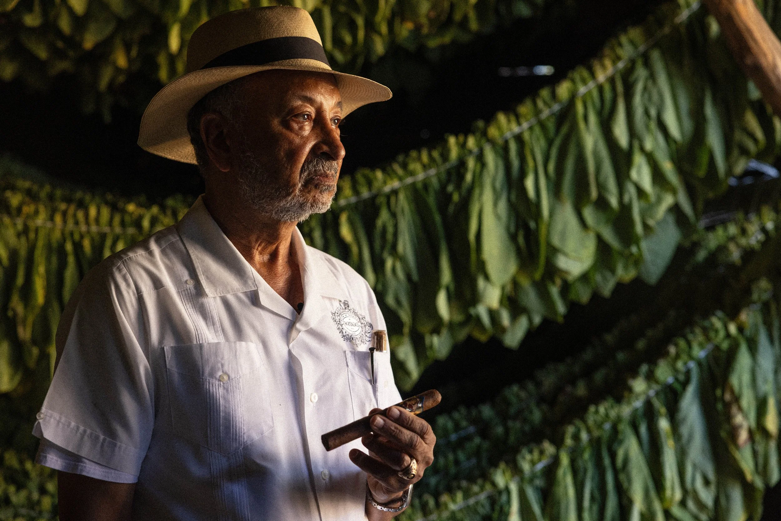An older man with gray hair and a beard, wearing a white button-up shirt and a straw hat, stands in front of hanging cigars and green tobacco leaves. He is holding a cigar in his right hand and looking contemplatively into the distance.