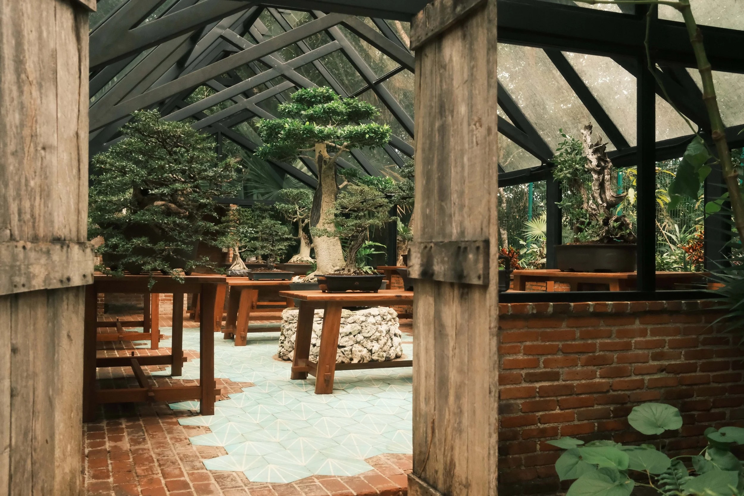 Interior view of a greenhouse with bonsai trees on wooden stands, brick walls, and large glass windows.