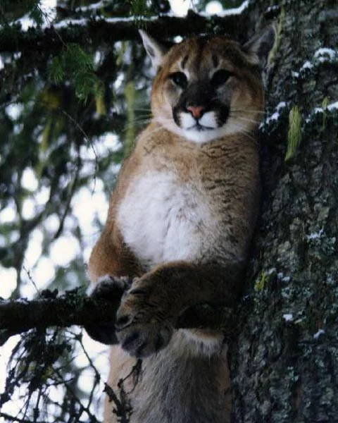 Female-Cougar-smaller.jpg