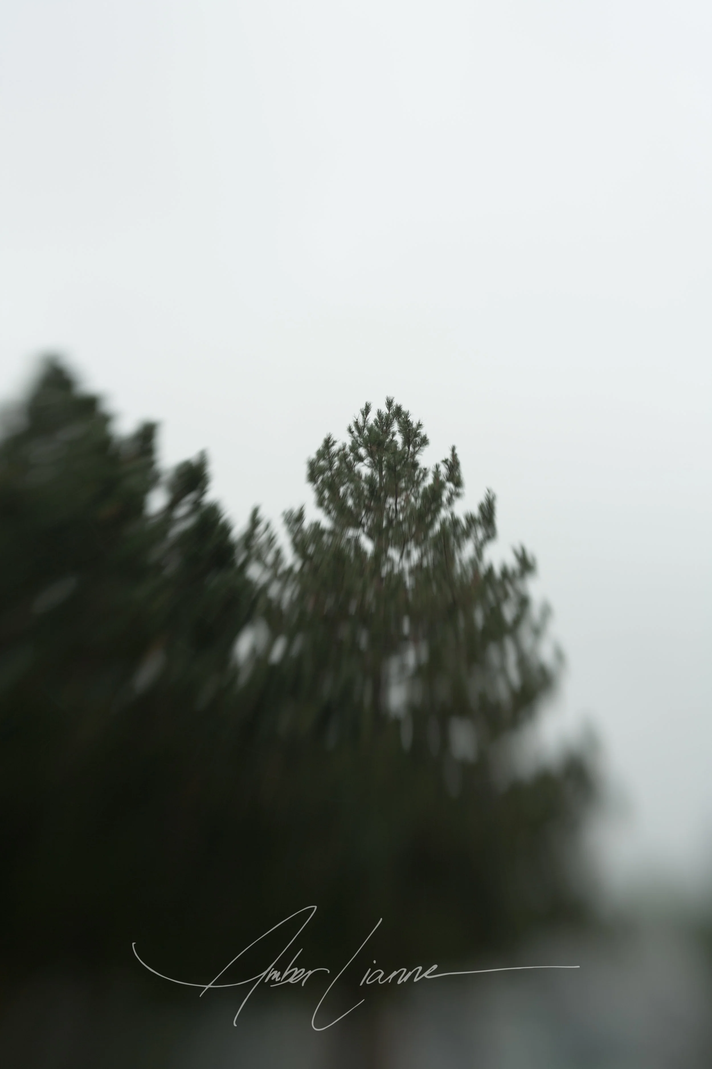 Image taken 7August2017 with Canon 5D and lensbaby lens. Copyright Amber Lianne
