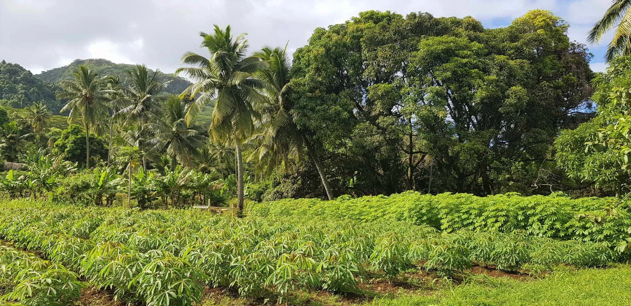 Maniota (cassava) with coconut and mango trees in background.