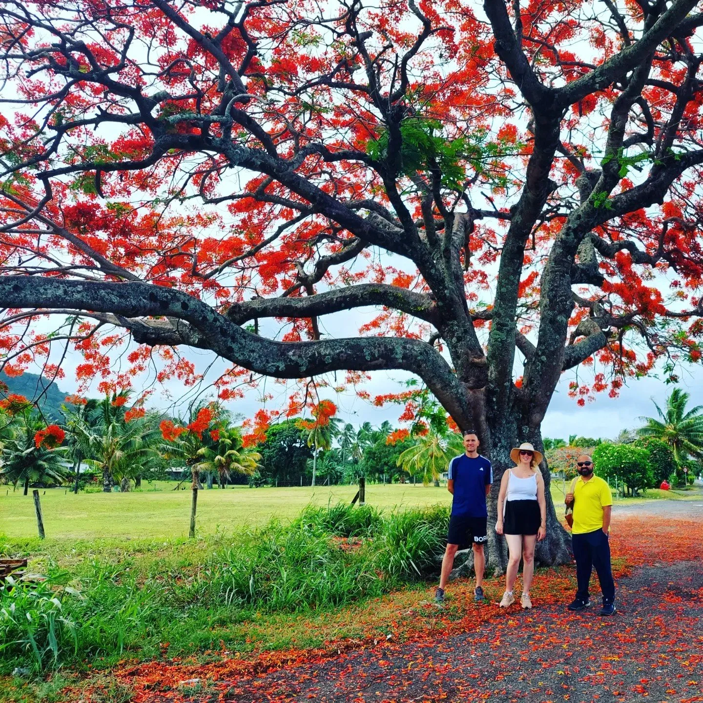 Walking tour: under a beautiful Flame / Flamboyant Tree