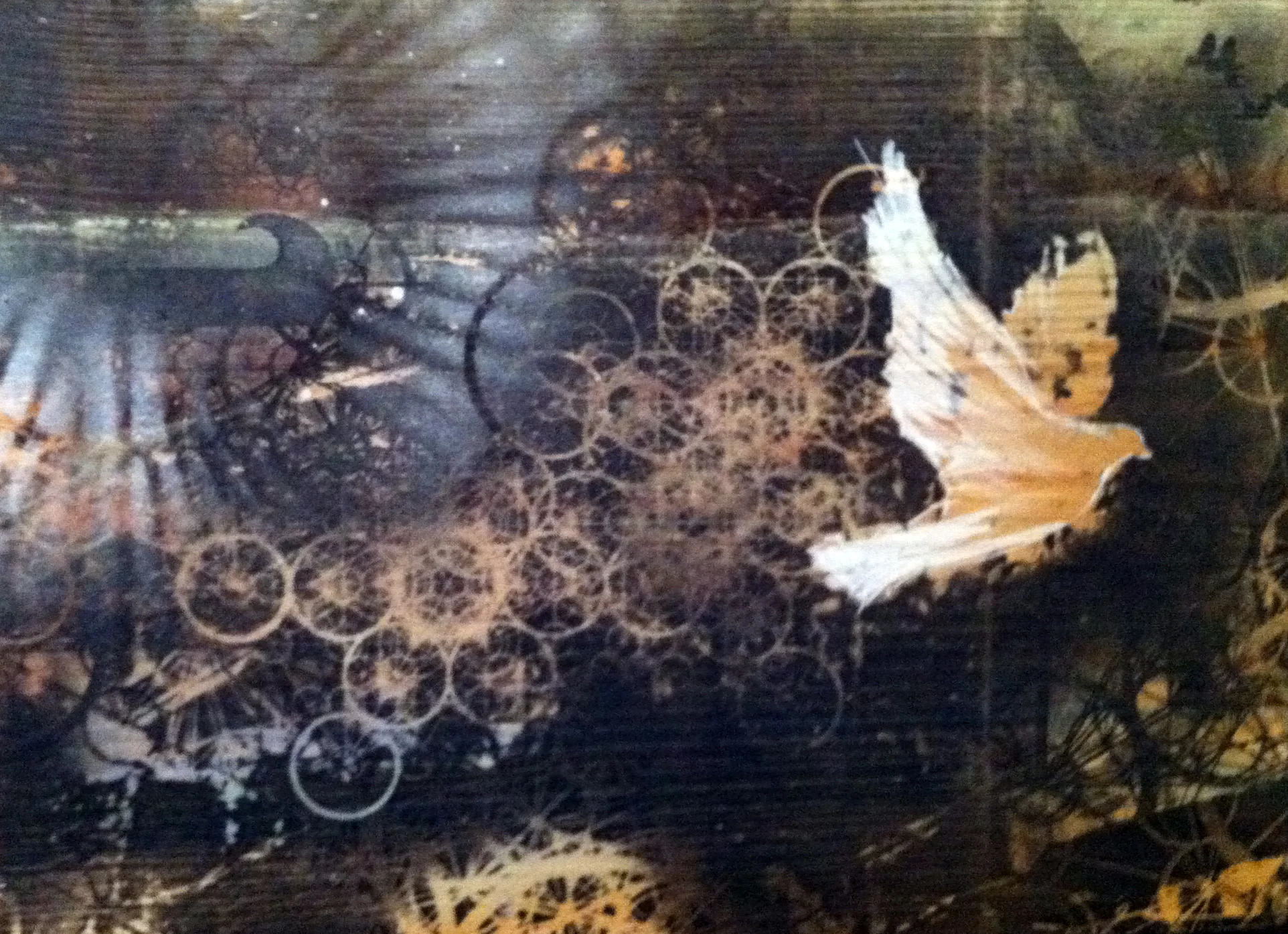 white dove.jpg