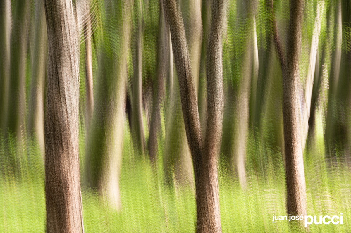 bosque Pinilla-sueños 9.jpg