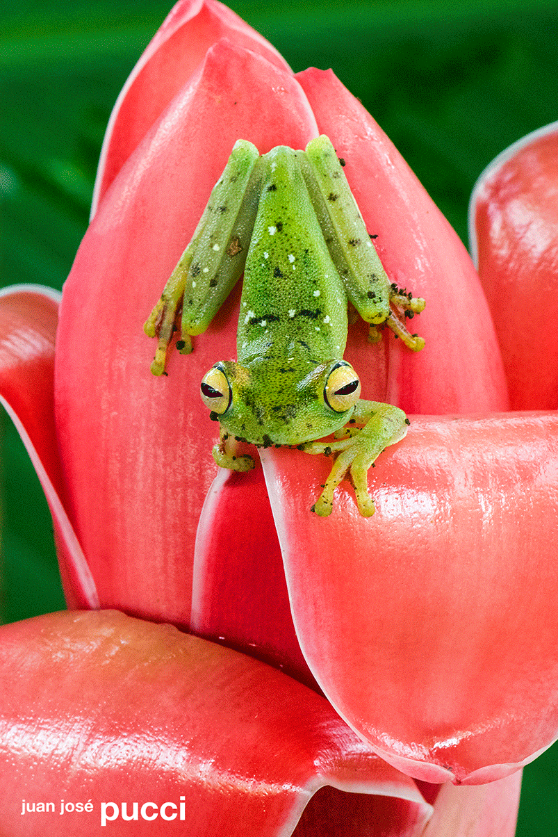 Agalychnis-JJP_DSC3686-crop.gif