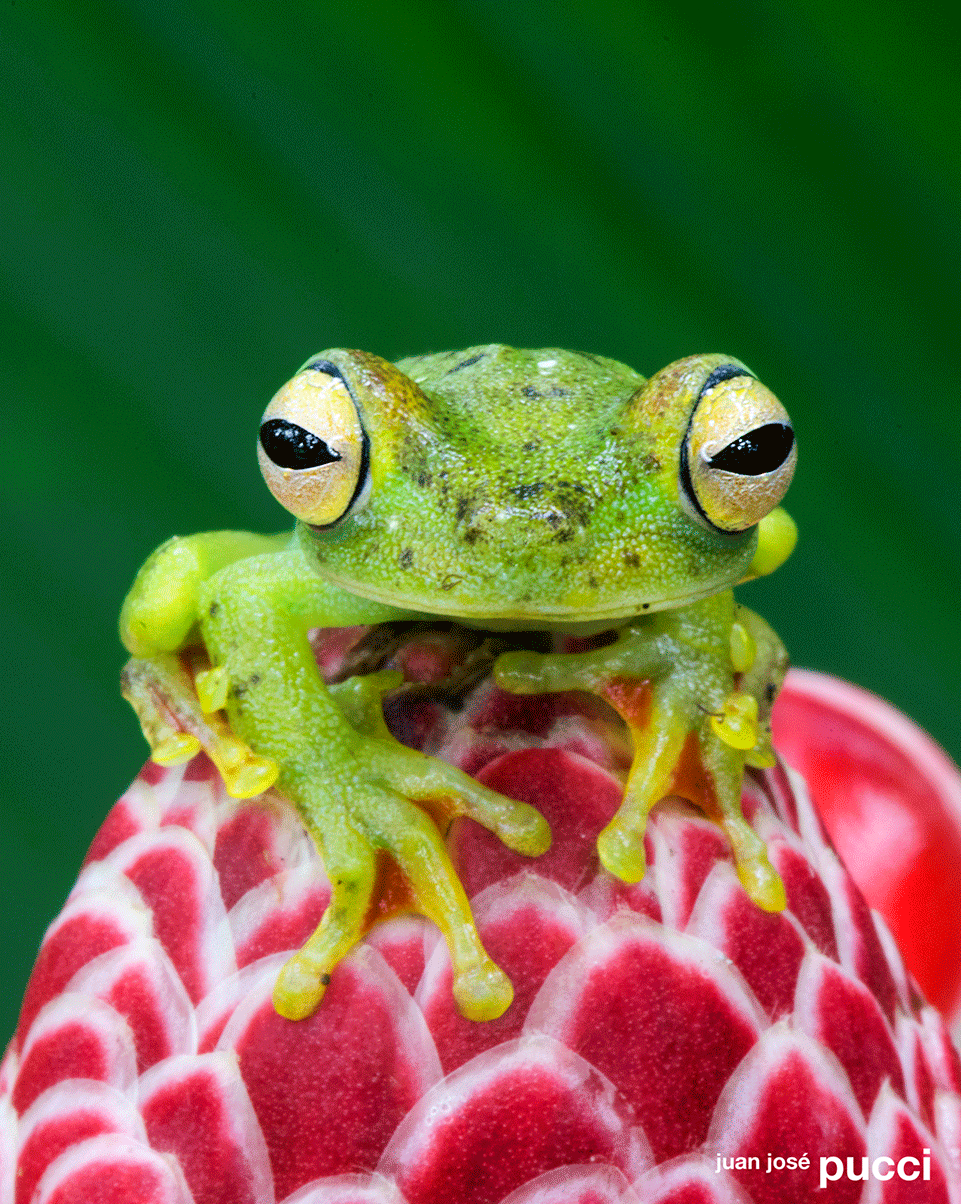 Agalychnis-JJP_DSC3655.gif