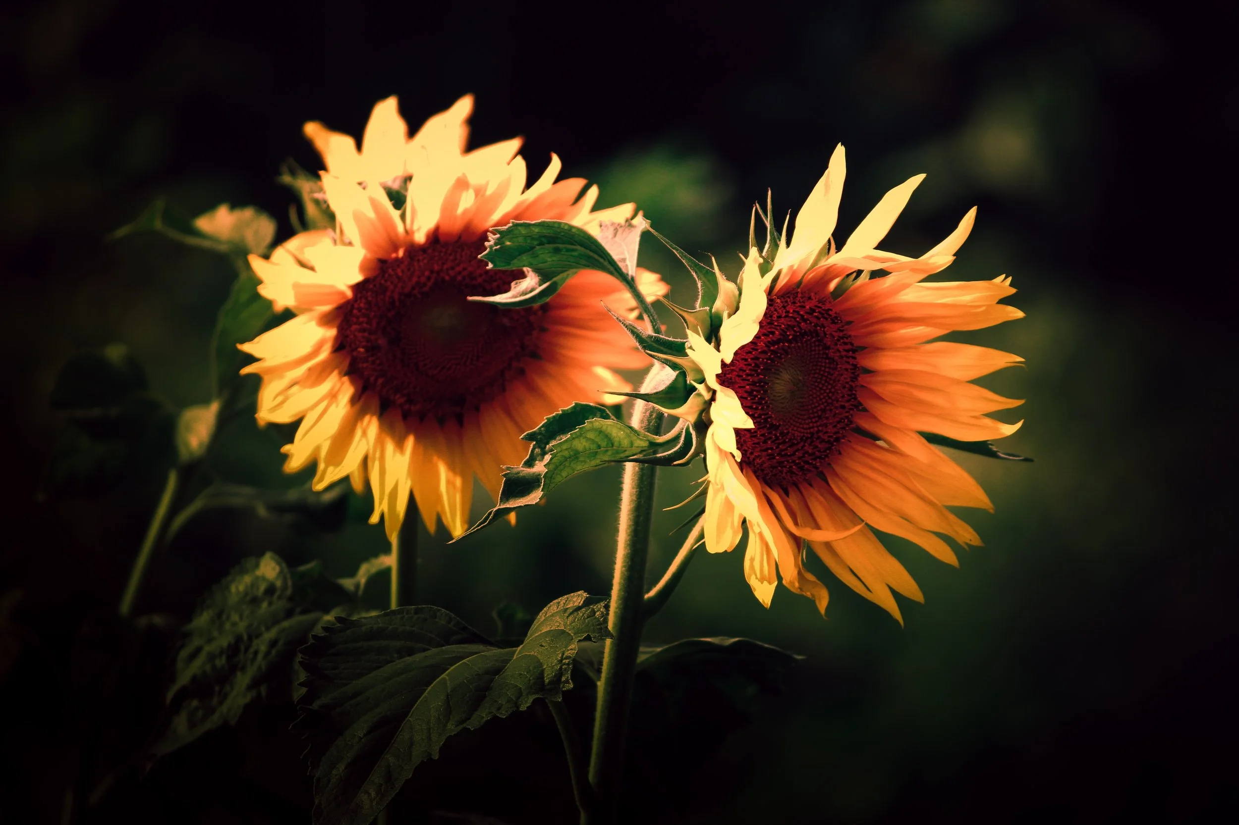PHOTO BY NIKHIL DAFARE, UNSPLASH