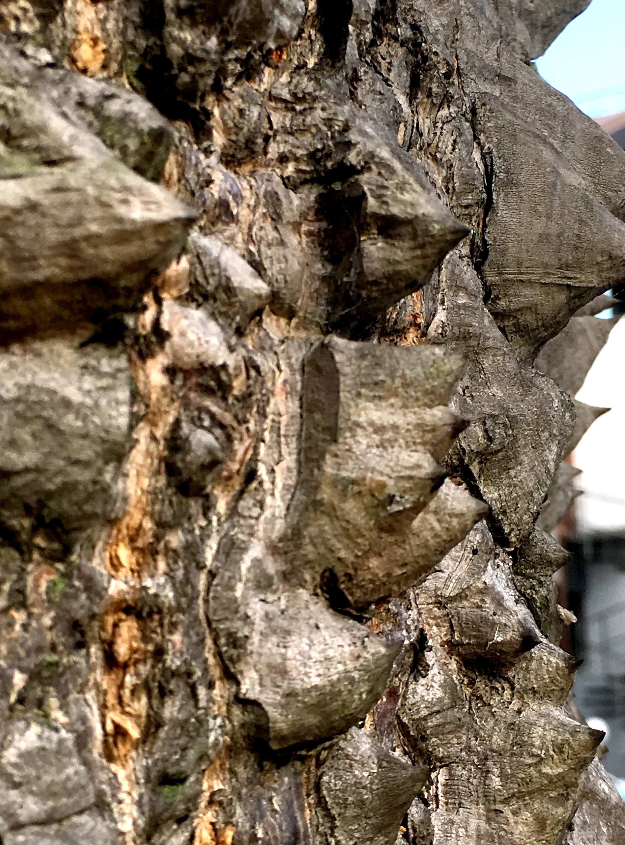 Bark © Naida Ginnane 2018, iPhone 6, Camera+ App on macro.