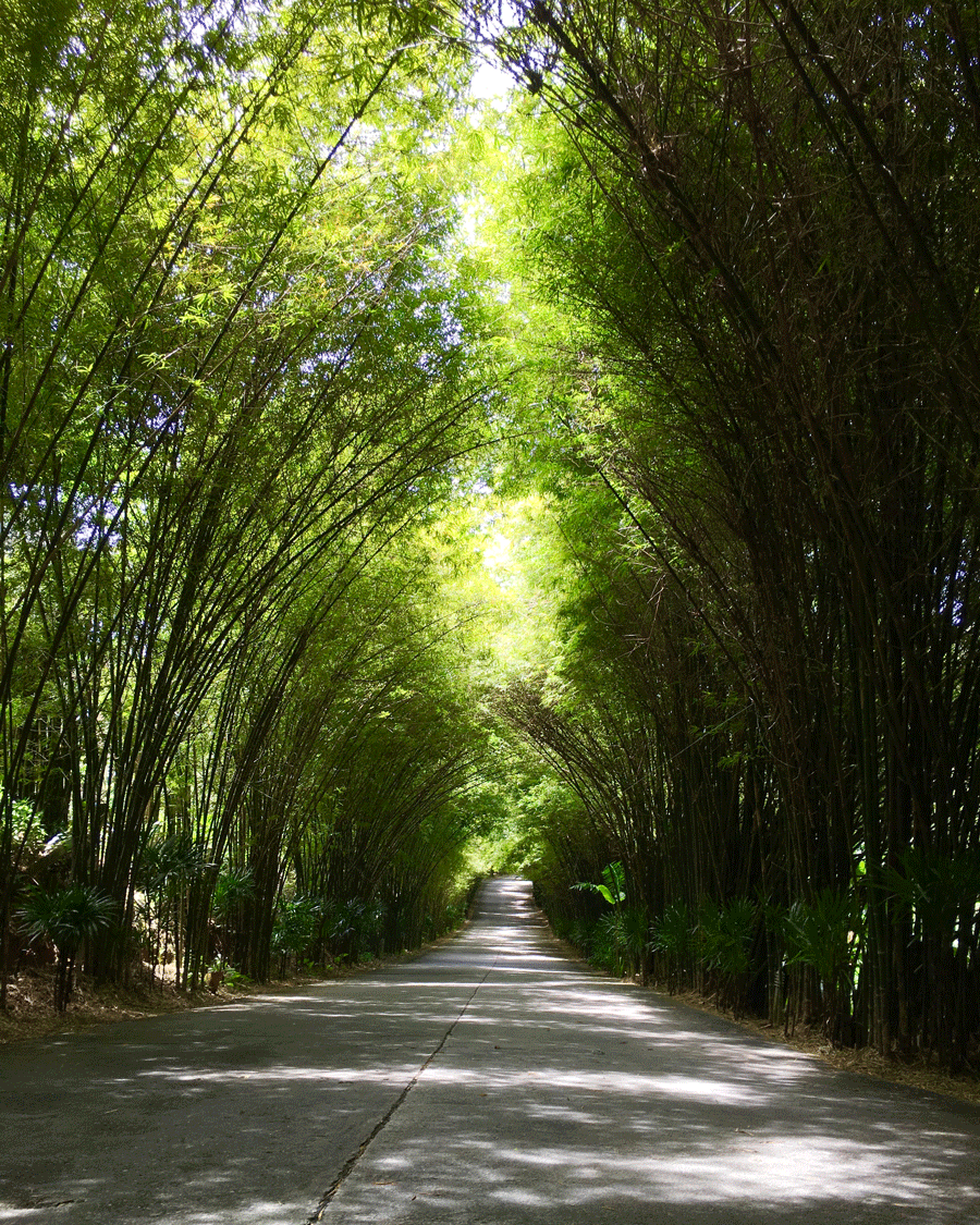 Bamboo Arch © Naida Ginnane 2017, iPhone 6 This road is beautifully framed by the curved lines of the bamboo. The position of the camera creates a sense of perspective moving back into a vanishing point, giving the viewer a sense of distance and mystery...where does the road lead?