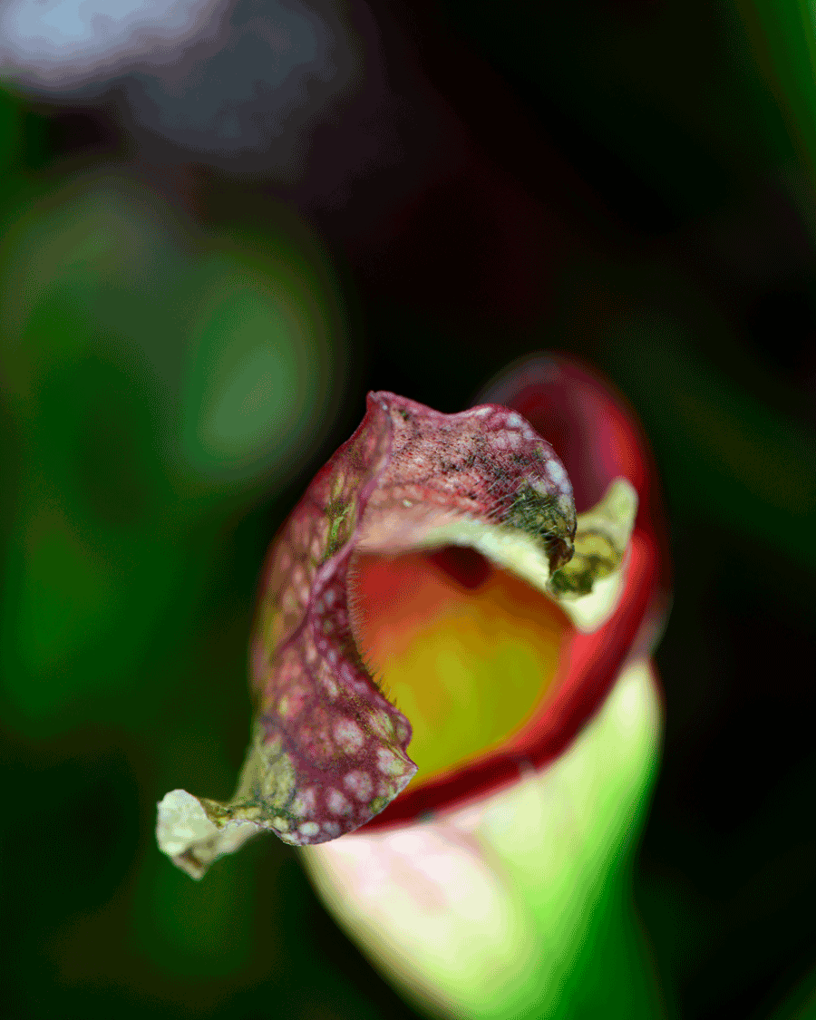 'Pitcher' © Naida Ginnane 2015 Nikon D800 24-70mm lens, 1/50, f/9.0, ISO 400.
