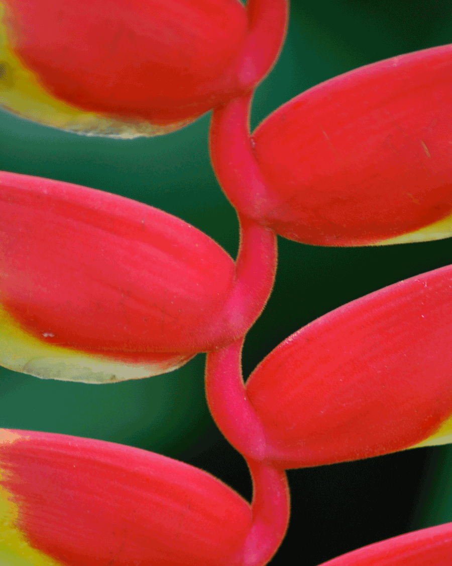'Heliconia' © Naida Ginnane 2018 iPhone X, 1/100, f/5.6, ISO 100.