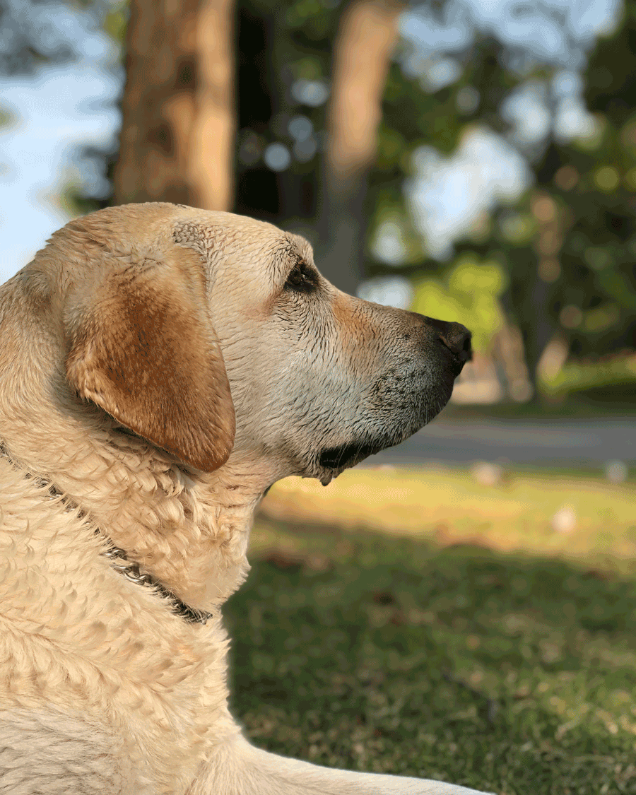 'Bella Bokeh' © Naida Ginnane 2018 iPhone X, 1/220, f/2.4, ISO 16. Portrait Mode.