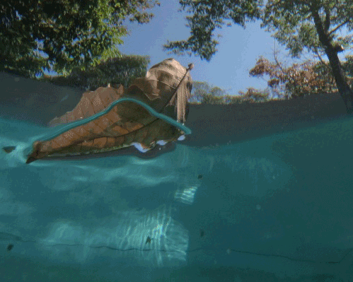 'Underneath' © Naida Ginnane 2018, Go Pro Sports Camera.