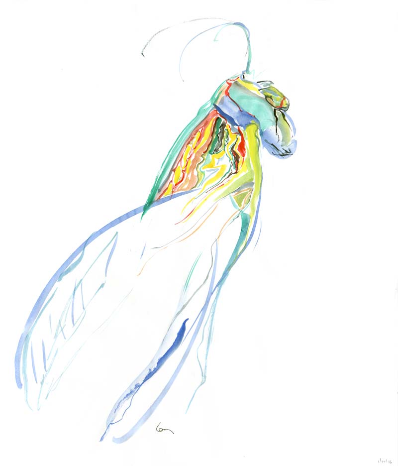grasshopper.jpg