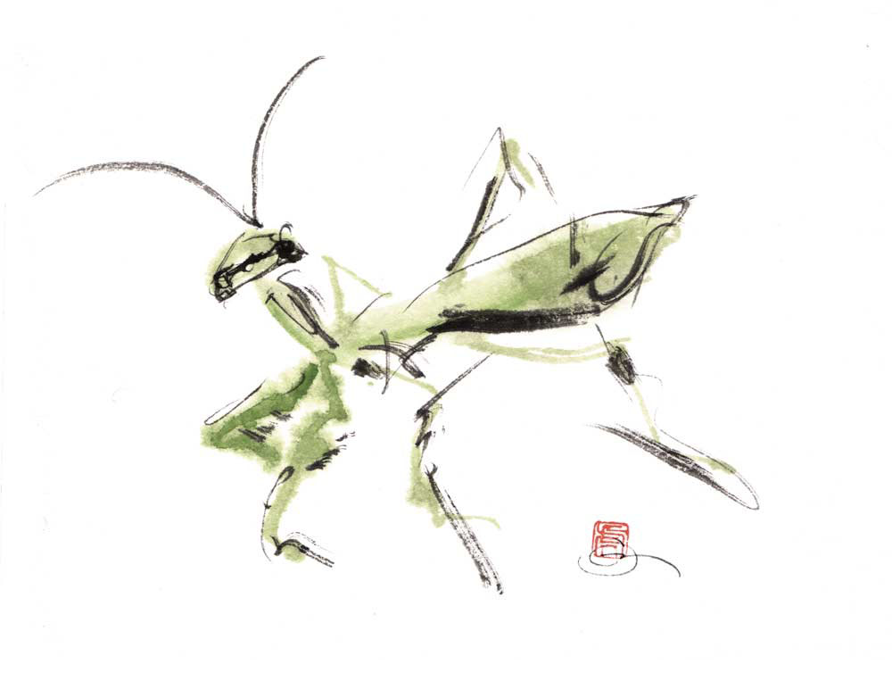 Praying-Mantis-1.jpg