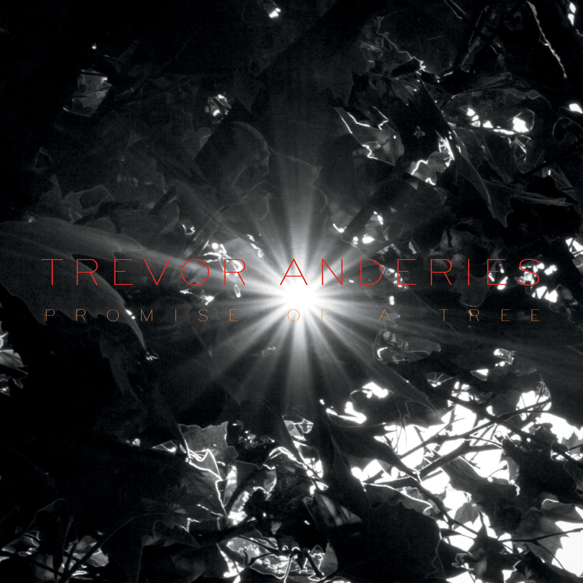 Trevor Anderies | Promise Of A Tree