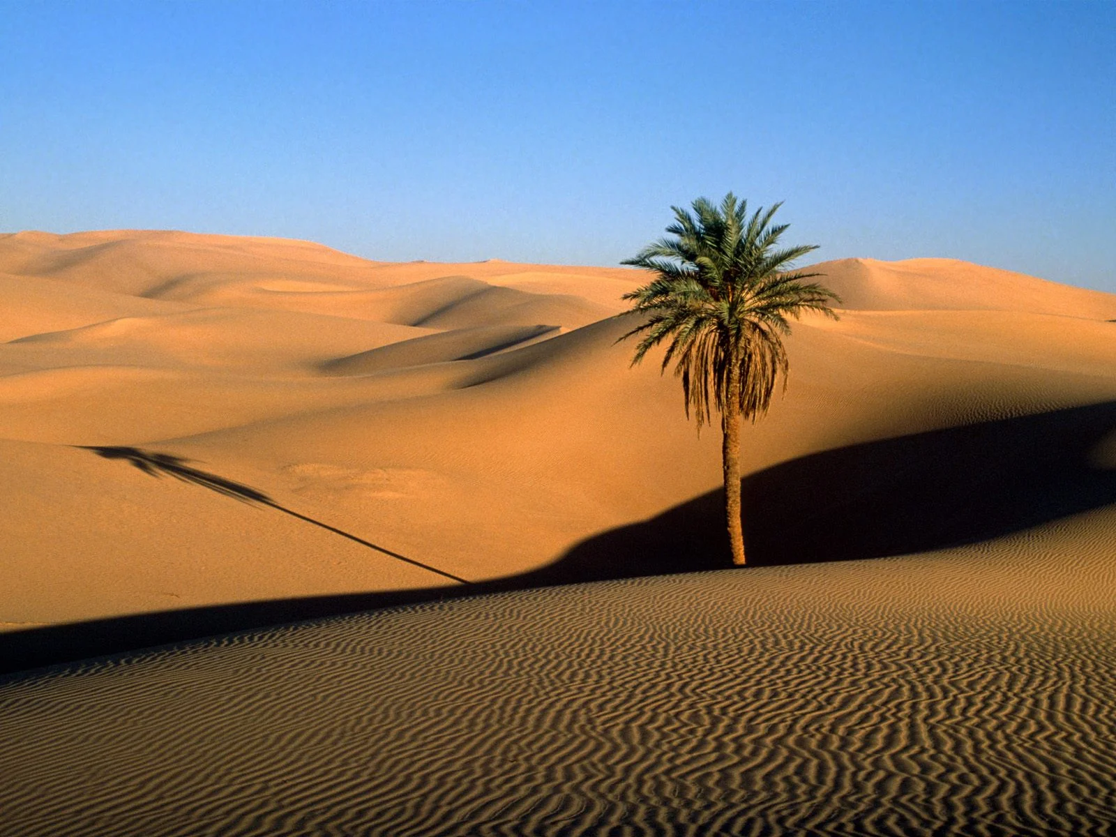 Morocco-desert-palm.jpg