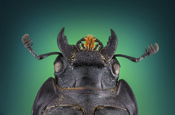 Insects