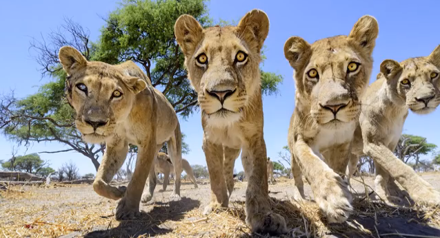 Meet the lions