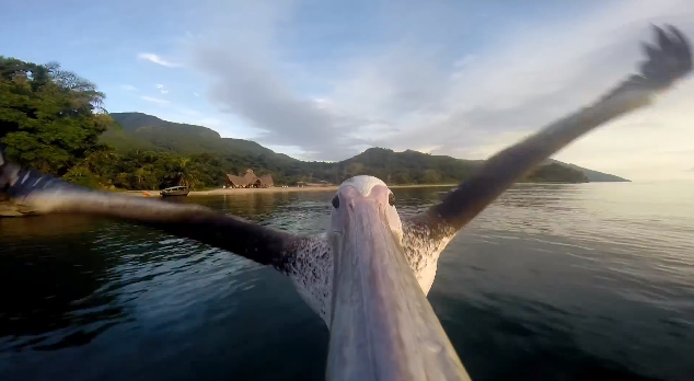 Fly with a pelican