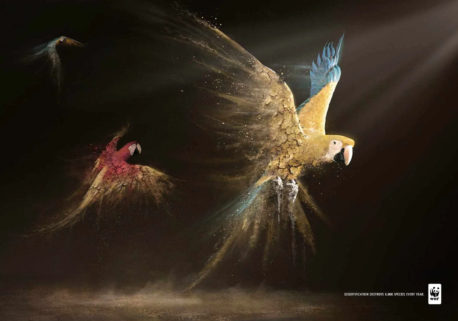 wwf_parrots.jpg