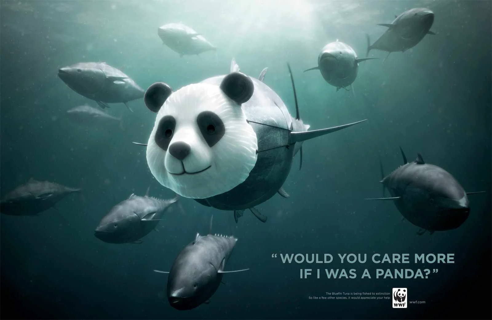 wwf-tunapanda.jpg