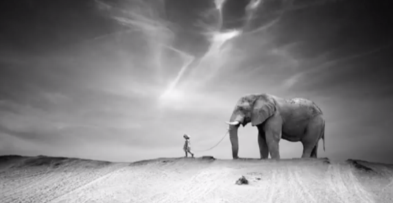 Ten Walls - Walking with Elephants