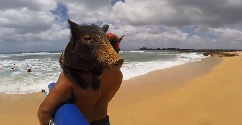 Kama The Surf Pig