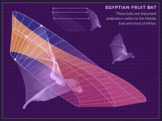 The Gif Of Flight
