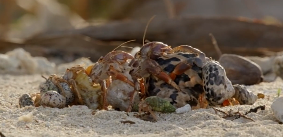 Holy Crab!?