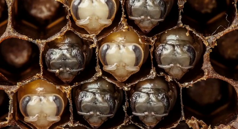Bee Timelapse