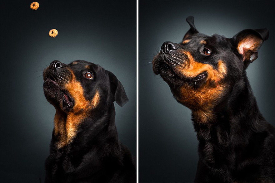 funny-dogs-catching-food-fotos-frei-schnauze-christian-vieler-8.jpg