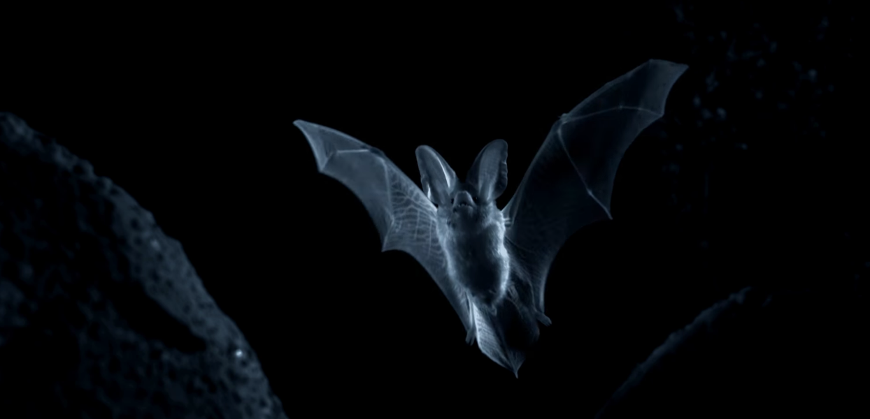 Planet Earth II: Trailer