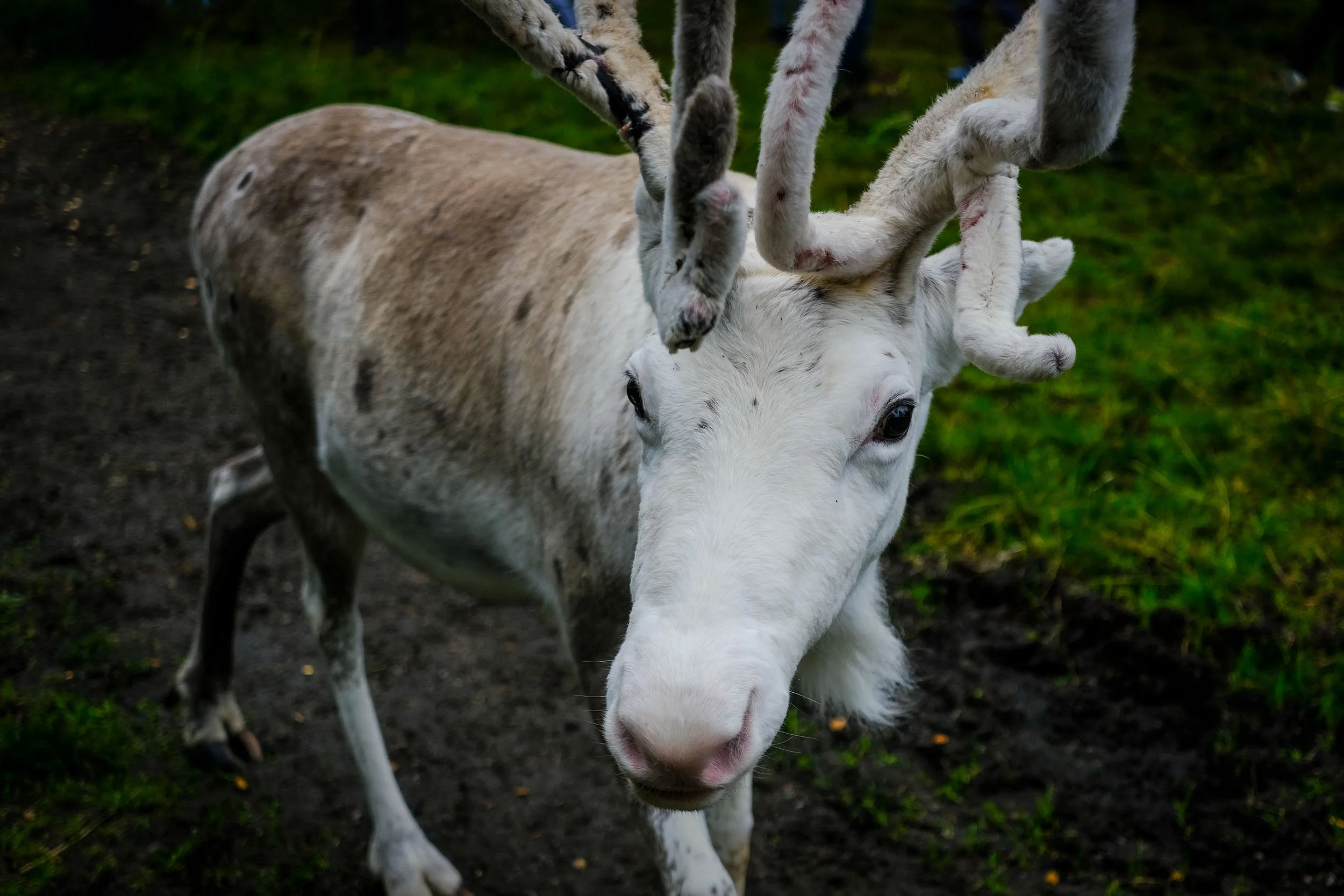 Sortland-22.jpg