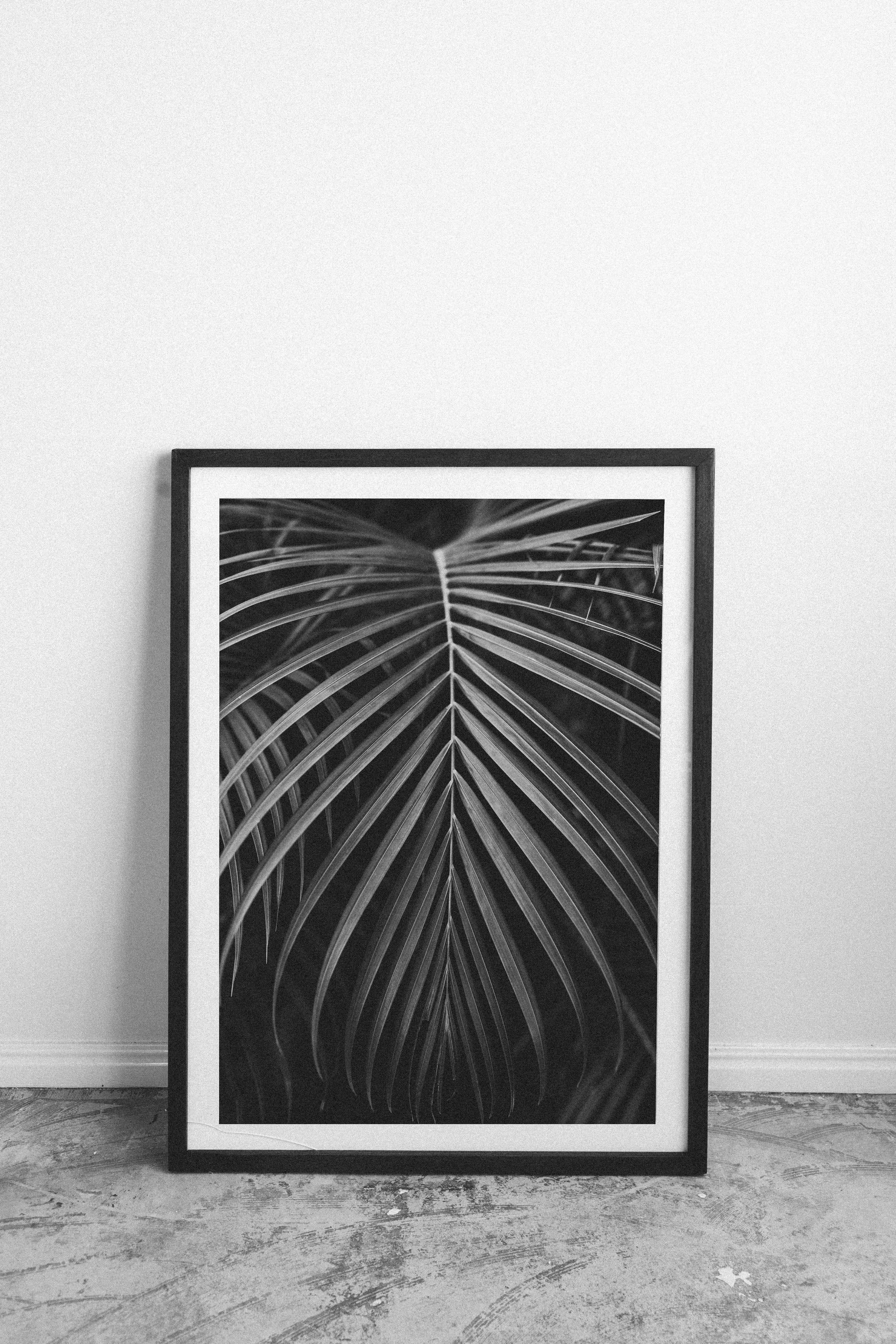 fern-1-10.jpg