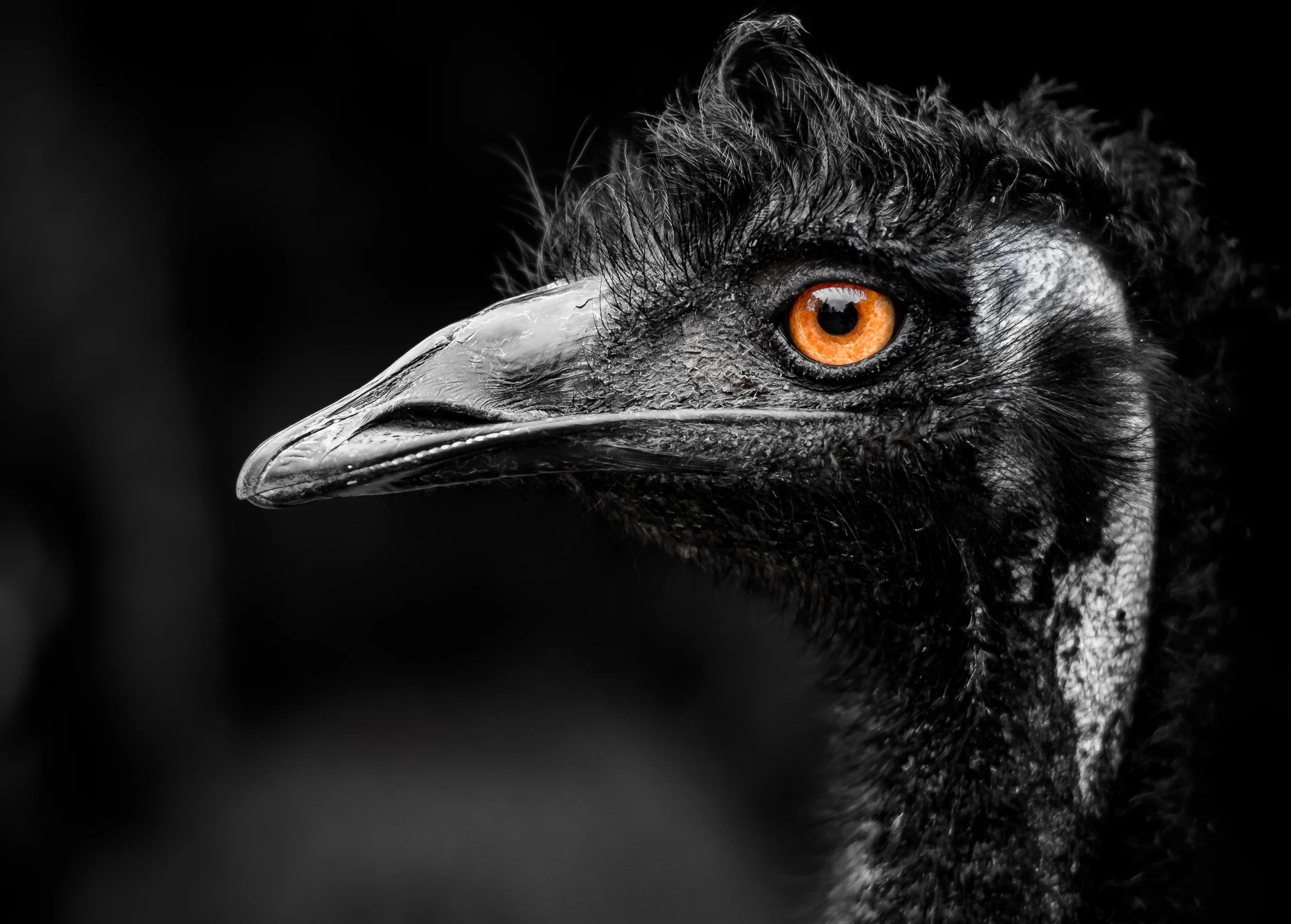 Bird Of Prey.jpg