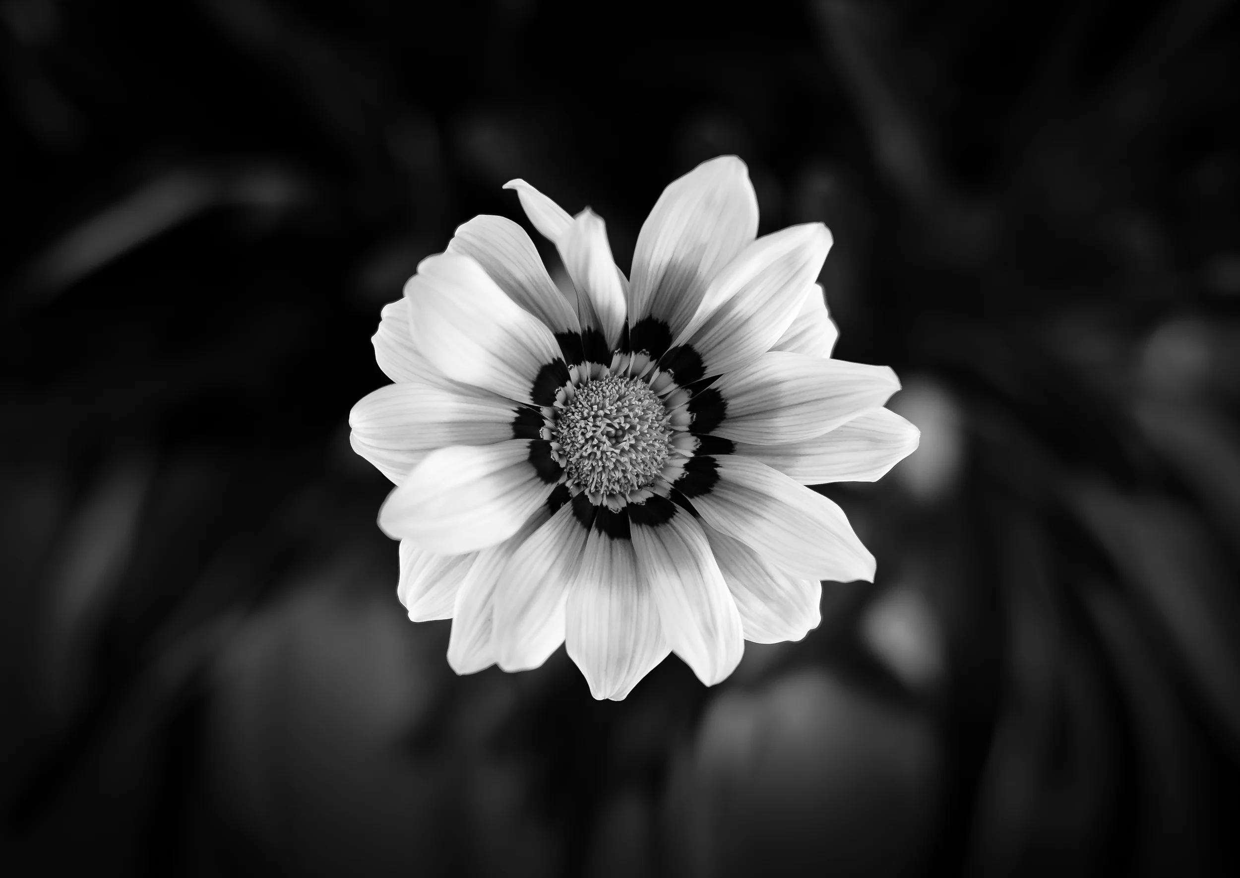 BLOOM.jpg