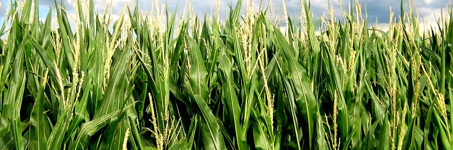 Banner maize WEB.jpg