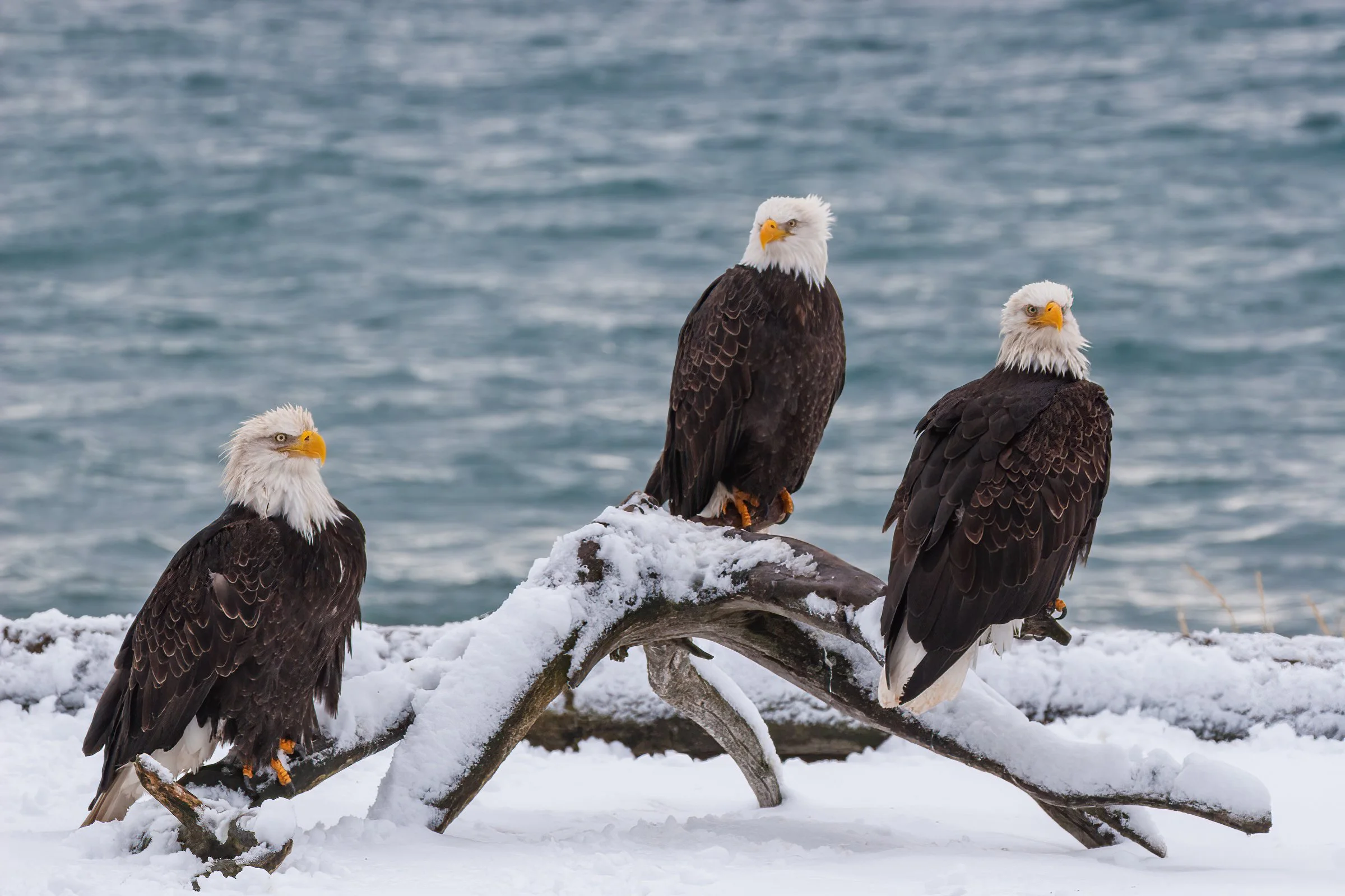 Bald_Eagle_Alaska_Photo_Tour_Workshop--13.jpg