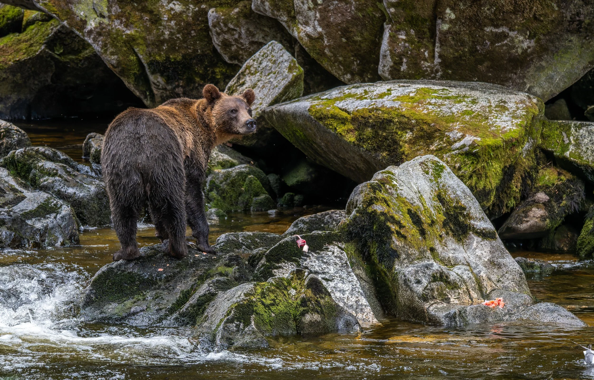 Alaska_Brown_Bear_Photo_Workshop.jpg