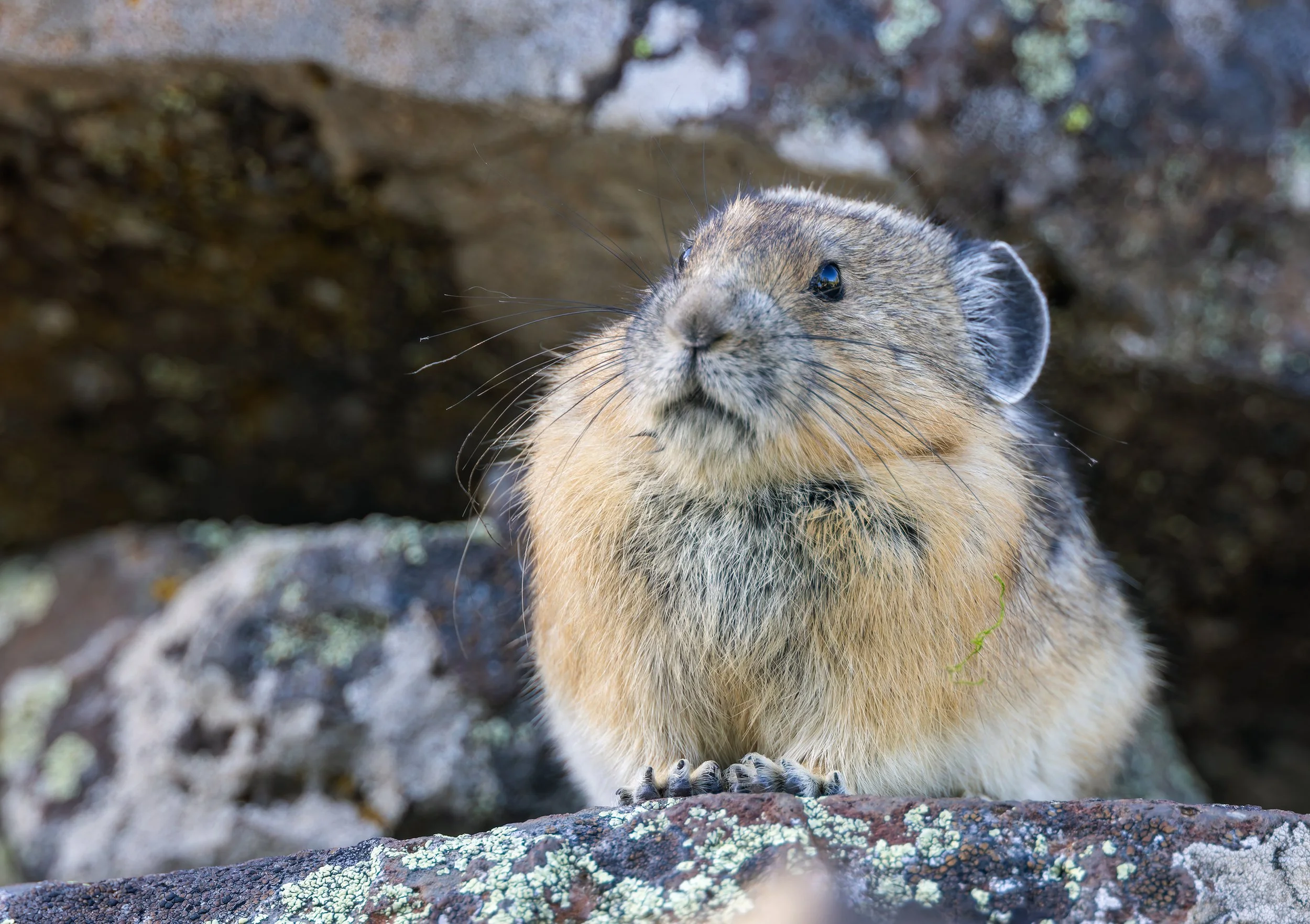 20230916-Pika_Photo_Tour_Workshop-6923.jpg