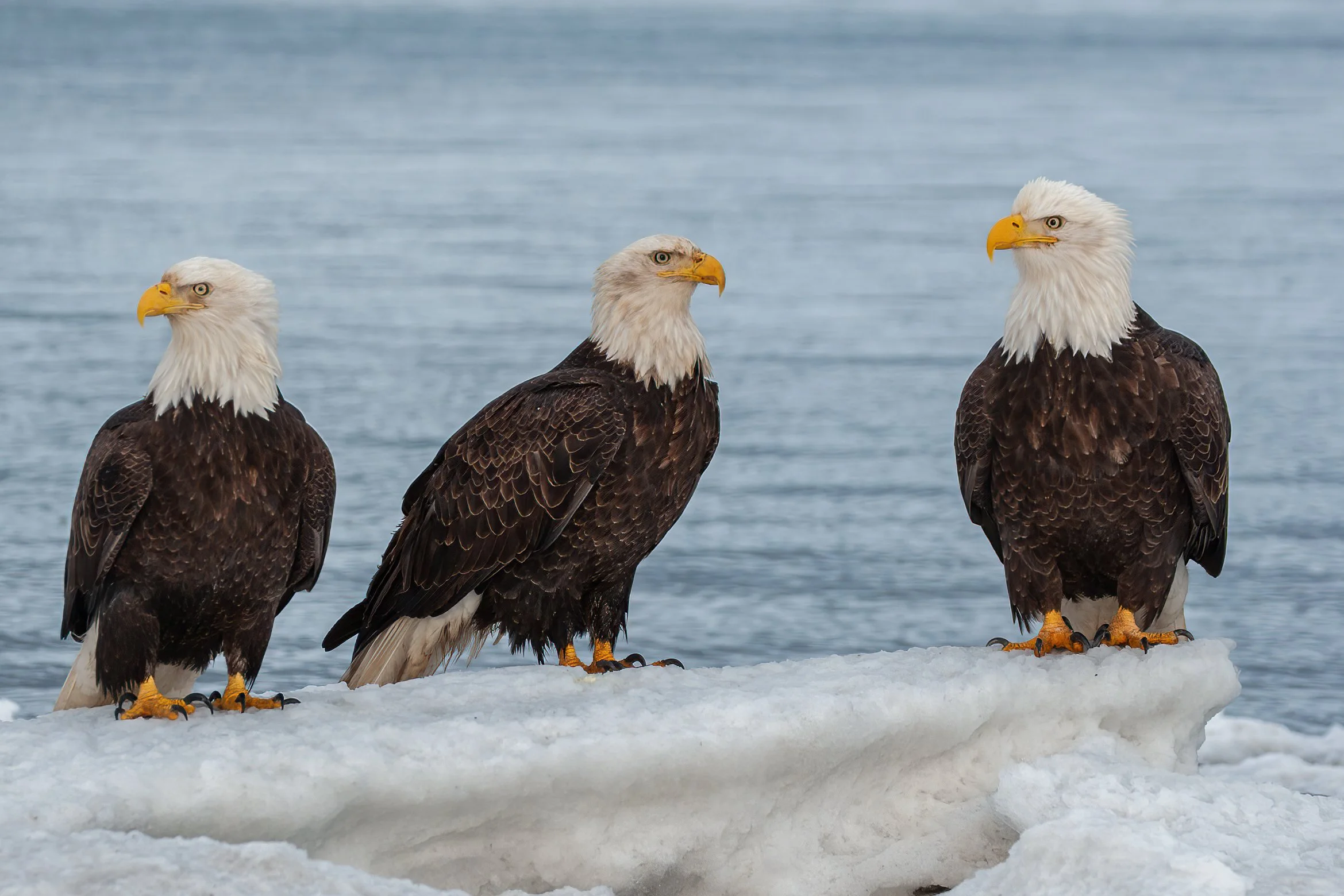 Bald_Eagle_Alaska_Photo_Tour_Workshop--11.jpg