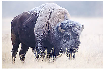 BisonFrost_MG_7309.jpg