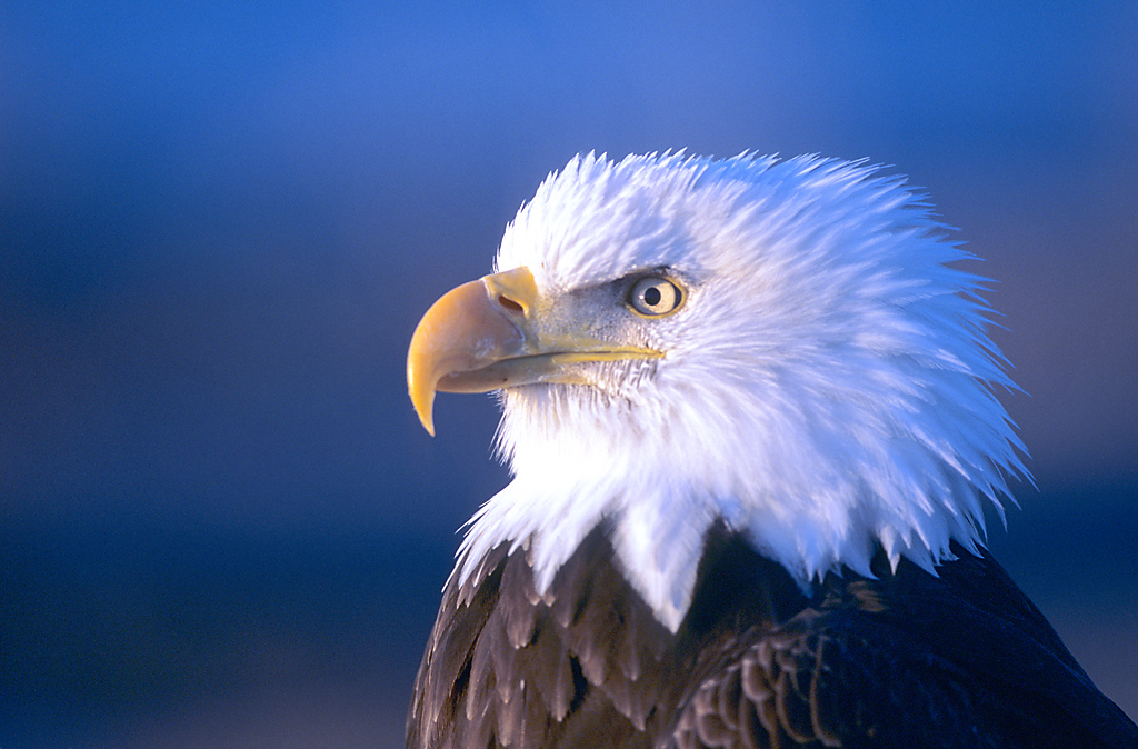 bald eagle headshotW.jpg