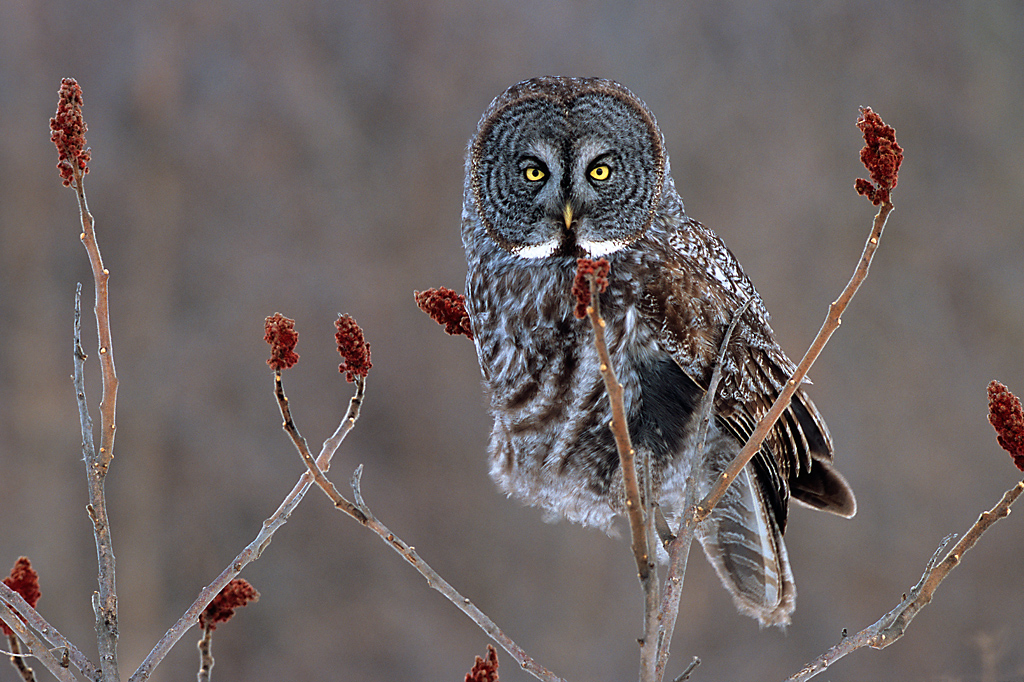 GREAT GRAY OWL (15768).jpg