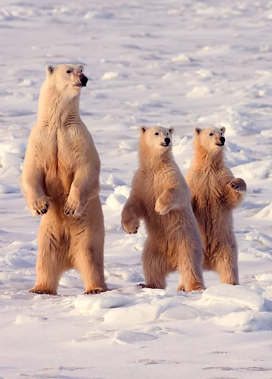 3bearsvert.jpg