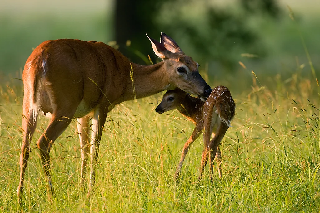 White Tail Deer (Doe with Fawn)