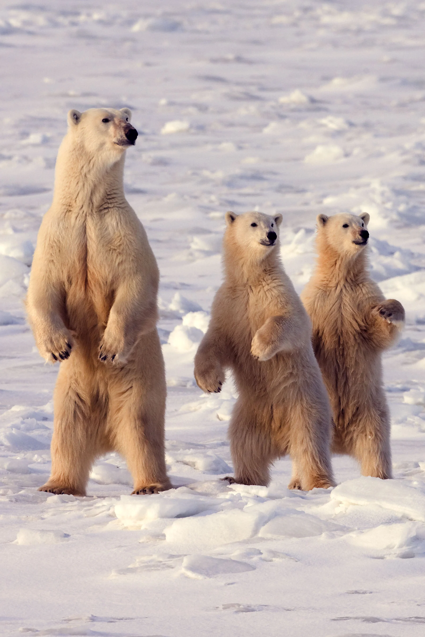 Polar Bears